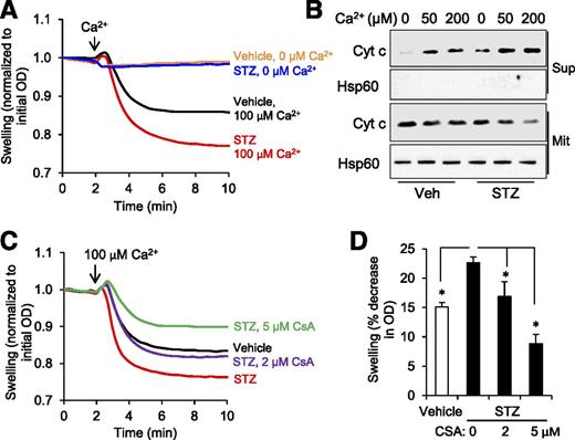 Figure 2. Hypersensitivity of CypD-regulated mPTP opening in response to Ca2+ overload in diabetic brain mitochondria. A: Traces of mitochondrial swelling induced by 100 μmol/L Ca2+ in vehicle or STZ mitochondria. B: Ca2+ induced cytochrome c (Cyt c) release. Isolated mitochondria were incubated with the indicated concentrations of Ca2+ for 30 min, and the resultant supernatant (Sup) and pellets (Mit) were immunoblotted for cytochrome c and Hsp60. Hsp60 served as a control for an equivalent amount of the mitochondrial protein loading in each sample and the mitochondrial protein marker. Similar results were observed in at least three independent experiments. C: Traces of mitochondrial swelling in the presence of the CypD inhibitor, CsA. D: Quantification of the mitochondrial swelling as shown in panels A and C, expressed as the percentage change relative to the initial optical density (OD) in the indicated mice (n = 3–4 mice per group). *P < 0.05.