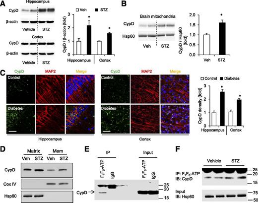 Figure 3. Elevated CypD expression induced increased CypD interaction with F1F0 ATP synthase in diabetic mitochondria. A: Immunoblotting and quantification of CypD protein levels in brain lysates from the hippocampus and cortex of control (veh) and STZ-induced diabetic mice. Data are represented as mean ± SEM (n = 6 mice per group). *P < 0.05. B: Immunoblotting and quantification of CypD protein levels normalized to Hsp60 in brain mitochondria. Data are represented as mean ± SEM (n = 3–5 mice per group). *P < 0.05. C: Quantification of the immunostaining intensity of CypD in the hippocampal CA1 region and cerebral cortex of control (veh) and STZ-induced diabetic mice. Cell body and dendrites of neurons were visualized by microtubule-associated protein 2 (MAP2). Scale bar, 50 μm. Data are represented as mean ± SEM (n = 5 mice per group). *P < 0.05. D: Immunoblotting of mitochondrial membranes (Mem) and matrix fractions from the indicated mice for CypD translocation assay. Cyclooxygenase (Cox) IV and Hsp60 served as mitochondrial membrane protein marker and matrix protein markers, respectively. E: Coimmunoprecipitation experiments showing CypD interaction with F1F0 ATP synthase. Mitochondrial lysates were immunoprecipitated (IP) with anti-ATP synthase antibody or IgG, followed by SDS-PAGE and immunodetection using anti-CypD antibody. F: CypD is increased in ATP synthase immunoprecipitates from STZ brain mitochondria. Immunoblotting (IB) analyses of input using anti-Hsp60 antibody confirm the equal amount of mitochondrial protein loading. Veh, vehicle.