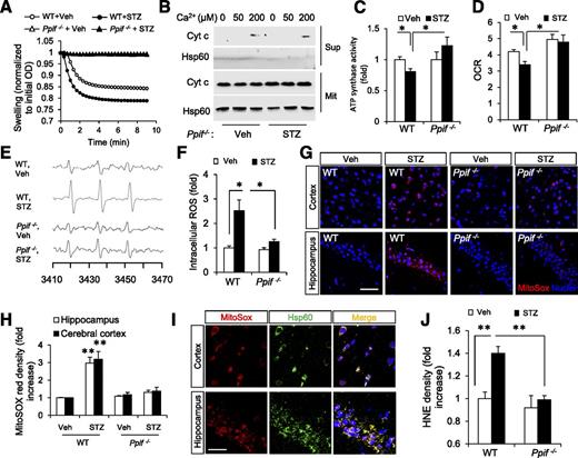 Figure 4. CypD deficiency rescues mitochondrial deficits in diabetic brains. A: Mitochondria lacking the gene encoding CypD (Ppif−/−) are desensitized to 100 μmol/L Ca2+-induced mitochondria swelling (n = 4–5 mice per group). B: CypD deficiency inhibited Ca2+-induced cytochrome c (Cyt c) release. Isolated mitochondria were incubated with the indicated concentrations of Ca2+ for 30 min, and then the resultant supernatant (Sup) and pellets (Mit) were immunoblotted for cytochrome c and Hsp60. Hsp60 served as a control for an equivalent amount of the mitochondria in each sample and the mitochondrial protein marker. C: ATP synthase activity was restored by CypD deficiency in mouse brain. D: CypD deficiency prevents diabetes-induced OCR deficit (n = 4–8 mice for each group). *P < 0.05. E and F: Detection of ROS in cortical slices from indicated mice by using EPR spectra. The peak height indicates the level of ROS (n = 3–4 for the indicated group of mice). *P < 0.05. G: Representative fluorescent images of MitoSOX Red (red) staining in the cortex (top panels) and hippocampal CA1 region (bottom panels). Scale bar, 50 μm. H: Quantifications of MitoSOX Red staining intensity (n = 3 mice per group). **P < 0.01 vs. other groups of mice. I: Colocalization of MitoSOX (red) with Hsp-60 staining (green) in mitochondria of diabetic mice (overlay, yellow). Scale bar, 20 μm. J: Quantification of HNE staining intensity in brain sections (n = 3 mice per group). OD, optical density; Veh, vehicle. Data are represented as mean ± SEM. **P < 0.01.