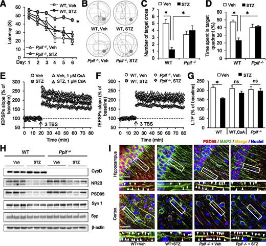 Figure 5. Protective effects of CypD deficiency on diabetes-induced impairment in learning and memory and synaptic dysfunction. A–D: Spatial memory was assessed by MWM testing in the indicated mice at 2–3 months after STZ injection (n = 5–9 mice per group). A: Escape latencies in hidden-platform test. B: Representative swimming paths during the probe trial on day 7. C: Number of platform location crossings during the probe trial. D: Time spent in the target quadrant during the probe trial. *P < 0.05. E–G: LTP was induced by θ-burst stimulation (TBS) 20 min after baseline recordings of SC-CA1 synapses in acute hippocampal slices from the indicated mice. LTP is expressed as the percentage of baseline (%). E: Inhibition of mPTP formation by CsA-rescued diabetes-induced decline in LTP. CsA (2 μmol/L) was added into the artificial cerebrospinal fluid before baseline recording and present for the duration of the LTP recording. F: Genetic deficiency of CypD rescued the decline in LTP in STZ-induced diabetic mice. fEPSPs, field-excitatory postsynaptic potentials. G: The magnitudes of LTP were measured 60 min after the TBS was given. Data are represented as mean ± SEM (n = 7–9 slices from n = 3–5 mice per group). *P < 0.05; ns: not significant. H and I: CypD deficiency reverses diabetes-induced synaptic loss. H: Immunoblots of brain homogenates for presynaptic (Syn 1, synapsin I; Syp, synaptophysin) and postsynaptic (NR2B and PSD95) protein expression in WT or Ppif −/− mice with indicated treatments. I: Expression of PSD95 in pyramid neurons in hippocampal CA1 region and cerebral cortex were visualized by immunohistochemical analysis. Cell bodies and dendrites of neurons were visualized by microtubule-associated protein 2 (MAP2). Higher magnification micrographs of the boxed regions are shown in the panels to the right. Scale bar, 50 μm. The arrowheads point to the PSD95-positive puncta on the dendrites of pyramid neurons. Veh, vehicle.