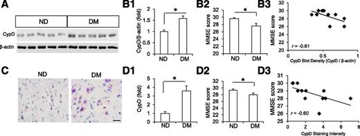 Figure 6. Correlation of CypD expression with cognitive decline in patients with diabetes. A: Immunoblotting analyses of CypD protein levels in brain samples from patients with diabetes (n = 5 for each group). B1: Quantification of CypD immunoreative bands relative to β-actin. B2: The comparison of MMSE score between nondiabetes controls (ND) and diabetic brains (DM). B3: Individual MMSE score (y axis) plotted against brain CypD levels (x-axis) detected by immunoblotting. CypD expression levels were normalized to β-actin levels. *P < 0.05. The Pearson correlation coefficient (r) is indicated. C: Representative images of CypD immunohistochemistry staining in the temporal cortex of human brains. Scale bar, 50 µm. D1: Quantification of CypD immunostaining intensity. D2: The comparison of MMSE score between ND and DM individuals. D3: Individual MMSE score (y-axis) plotted against CypD levels (x-axis) detected by immunohistochemical staining. The Pearson correlation coefficient (r) is indicated (n = 6 per group). *P < 0.05.