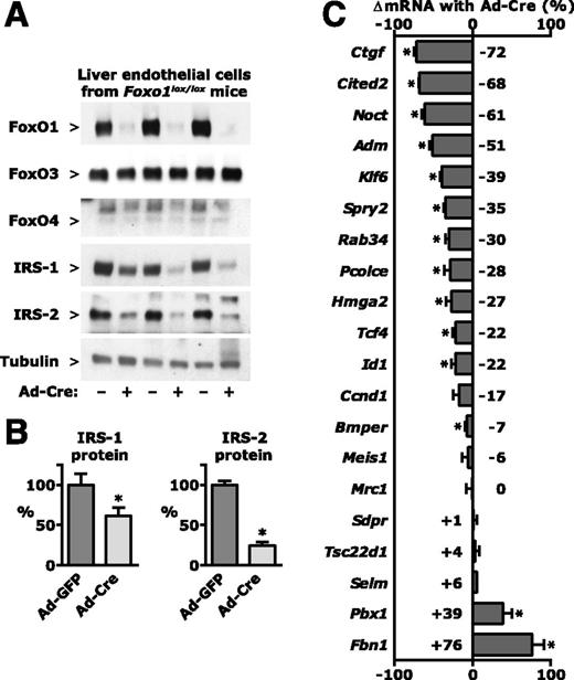 Figure 1. Gene expression in primary mouse endothelial cells with FoxO1 deletion. Primary mouse liver endothelial cells were isolated by immunomagnetic selection from mice with a “floxed” mutation of the Foxo1 gene. Cultures were infected with adenovirus expressing Cre recombinase (Ad-Cre) or with control adenovirus expressing GFP only (Ad-GFP). A: Protein expression was measured in cell lysate by Western blotting. B: Quantitative analysis of IRS-1 and IRS-2 protein based on densitometry of Western blot. C: RNA was isolated from cell lysate and analyzed by real-time PCR. The changes in mRNA expression in Ad-Cre conditions relative to Ad-GFP conditions are depicted. Mean results from four independent experiments are shown. *P < 0.05.