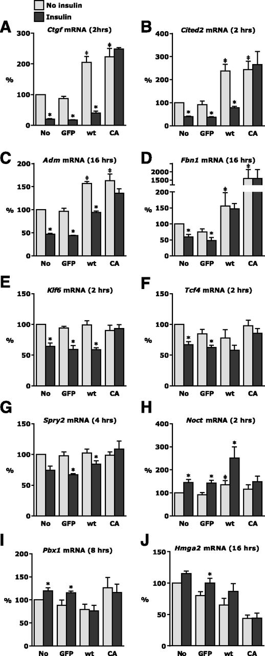 Figure 2. Gene regulation by FoxO1 and insulin in endothelial cells. A–J: MS1 endothelial cells were mock infected (No) or infected with adenovirus vectors expressing GFP (GFP), wild-type FoxO1 (wt), or a FoxO1 mutant made constitutively active by Ser to Ala mutations at three residues phosphorylated by Akt (CA). After 48 h, including serum starvation overnight, cells were stimulated with insulin (10 nmol/L, dark gray bars) or left untreated (light gray bars) for 2, 4, 8, or 16 h. RNA was isolated from cell lysate and analyzed by real-time PCR. For each gene, results from the time point with the largest insulin response are shown. All values are expressed relative to nontransfected controls. Mean values from three independent experiments are shown. *P < 0.05, compared with no insulin in the same condition with respect to adenovirus infection; ‡P < 0.05, compared with insulin-untreated GFP condition.
