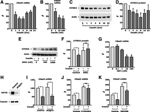 Figure 3. Features of insulin-dependent regulation of CITED2 in endothelial cells. A–K: MS1 endothelial cells were serum starved overnight and then treated with IGF1 (G) or insulin (all other panels) at a final concentration of 10 nmol/L unless otherwise indicated. RNA was isolated from cell lysate and analyzed by real-time PCR. Protein expression was measured in cell lysate by Western blotting. Mean values from three or four experiments are shown. *P < 0.05. A–D: Cells were treated for 2 h (B) or the duration listed. E and F: Cultures were treated with the insulin receptor antagonist S961 for 1 h followed by 10 nmol/L insulin for 8 h. G: Cultures were treated with IGF1 for 2 h. H and I: Cells were stably transfected with a lentiviral construct expressing a short hairpin RNA targeting the IGF1 receptor gene (shIgf1r) and treated with insulin for 2 h (I). J and K: MS1 endothelial cells were serum starved overnight and then treated with the PI3K or Akt inhibitor LY294002 or MK2206, respectively, for 30 min, followed by treatment with 10 nmol/L insulin for 2 h, as indicated.