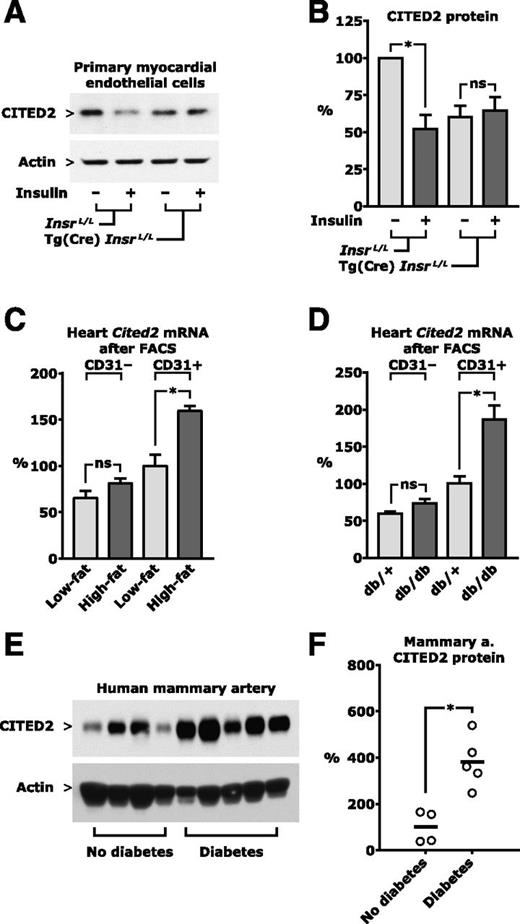 Figure 4. CITED2 expression in mouse myocardial endothelial cell culture, freshly isolated mouse cardiac endothelial cells, and human mammary arteries. A and B: Myocardial endothelial cells were isolated from mice with deletion of the insulin receptor gene (Insr) targeted to endothelial cells [Tg(Cre) InsrL/L] or their controls (InsrL/L). Cultures were serum starved overnight and then treated with 10 nmol/L insulin for 4 h. Protein expression was measured in cell lysate by Western blotting. A: Representative immunoblots. B: Quantitative analysis based on densitometry from three independent experiments. C and D: Mouse heart ventricles were enzymatically digested and sorted by FACS. Sequential gating excluded debris, doublets and aggregates, nonviable cells, and CD45+ cells and then selected for CD31+ and CD31− cells. C: Real-time PCR was performed on samples from four mice on a regular low-fat diet and four mice on a high-fat diet. D: Real-time PCR was performed on samples from four db/+ mice and three db/db mice. E and F: Human mammary artery tissue was obtained during coronary artery bypass surgery from five male obese patients with type 2 diabetes and four male nonobese control subjects without diabetes. Clinical characteristics are listed in Table 1. Artery left over after trimming the graft was immediately isolated from perivascular tissue and fixed in formalin (for histology) or frozen (for protein lysate). E: Protein expression was measured in tissue lysate by Western blotting. F: Quantitative analysis based on densitometry. *P < 0.05.