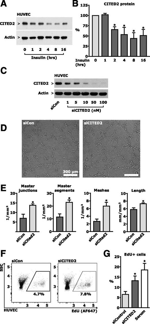 Figure 5. Proangiogneic endothelial cell function after reduced CITED2 expression. A and B: HUVECs were serum starved overnight and treated with insulin at 10 nmol/L for the times indicated. A: Western blot of HUVEC lysate. B: Quantitative analysis from three independent experiments. C–G: HUVECs were transfected with siRNA targeting CITED2 (siCITED2) or control siRNA (siCon). C: After transfection with siRNA, protein expression was measured in cell lysate by Western blotting. D: After siRNA transfection, HUVECs were plated on Matrigel and allowed to form tubes. Representative photos of phase-contrast microscopy are grayscale versions with adjusted contrast of the microphotos shown in Supplementary Fig. 5. E: Quantitative analysis of tube formation from three independent experiments. For explanation of the terms master junctions, master segments, meshes, and length, see Supplementary Fig. 5. F and G: HUVECs were transfected with siRNA 48 h before start of insulin treatment and serum starved 16 h before start of insulin treatment. Cultures were treated with 10 nmol/L insulin for 16 h and then labeled with EdU for an additional 4 h. EdU-labeled cells were stained with Alexa Fluor 647 (AF647) using Molecular Probes Click-iT procedure and analyzed by flow cytometry. F: Representative scatter plots of side scatter (SSC) versus AF647 fluorescence from flow cytometry. G: Quantitative analysis of EdU incorporation based on three independent experiments. *P < 0.05.