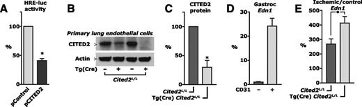 Figure 6. CITED2 regulates HIF transactivation in endothelial cells. A: HUVECs were cotransfected with a luciferase reporter gene driven by a promoter containing HREs, which bind HIF, and a Renilla control plasmid to allow normalization for transfection efficiency and cell number. The cultures were cotransfected with a plasmid expressing CITED2 (pCITED2) or a control plasmid (pControl) and luciferase activity was measured in cell lysate. B and C: Lung endothelial cells were isolated from mice with deletion of the Cited2 gene targeted to endothelial cells [Tg(Cre) Cited2L/L] or their controls (Cited2L/L). B: Western blot prepared from cell lysate. C: Quantitation based on densitometry in cultures from three pairs of animals. D: Expression of Edn1 mRNA in CD31− and CD31+ cells in enzymatically dissociated gastrocnemius muscle. Cells were sorted by FACS after gating for single, viable, CD45− cells. Tissue from three animals in each group was analyzed. E: Edn1 expression in gastrocnemius muscle 24 h after femoral artery ligation. mRNA in the ischemic muscle relative to the contralateral, nonischemic gastrocnemius muscle is shown. Tissue from 12 animals in each group was analyzed. *P < 0.05.
