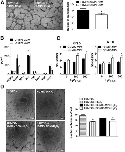 Figure 4. Paracrine effect of MPs on HUVECs. A: Matrigel assay performed with HUVECs at 5 × 104 cell density in the presence of MP-CCM. Bar graphs represent the efficiency of network formation (number of branches). Values are expressed as the mean ± SEM of five experiments in duplicates. *P < 0.05 vs. HUVECs+C-MPs-CCM. Scale bars, 100 μm. B: Myokines regulating angiogenesis were analyzed by ELISA in MPs-CCM. *P < 0.05 vs. C-MPs; ***P < 0.001 vs. C-MPs in at least 3 samples. Data are represented as the average of each condition (control vs. diabetic) with a standard error of the mean. C: roGFP-expressing HUVECs were used as a tool to analyze the HUVEC susceptibility to oxidative stress. Values expressed as mean fluorescence ± SEM of 3 experiments in quadruplicates. *P < 0.05 and **P < 0.01 vs. C-MPs-CCM. D: HUVECs were treated during network formation with 300 μmol/L H2O2 to test the effect of oxidative stress. MPs-CCM were also supplemented with 300 µmol/L H2O2 and added to HUVECs. Network formation was quantified as number of branches. Values expressed as mean ± SEM of four experiments in duplicate. *P < 0.05 vs. HUVECs. Scale bars, 100 μm. CYTO, cytosolic; GSH, glutathione; GSSG, oxidized glutathione; MITO, mitochondrial.
