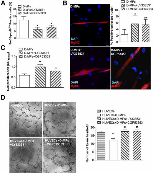 Figure 8. PKCβII inhibitors LY333531 and CGP53353 restore the functions of D-MPs, counteracting p66Shc activation. A: The selective inhibition of kinase PKCβII responsible for the phosphorylation-mediated activation of p66Shc was achieved treating D-MPs with 200 nmol/L LY333531 or 2 μmol/L CGP53353. Cell functions like myogenic differentiation (B), proliferation (C), and network formation on Matrigel (D) were all recovered after PKCβII inhibition–dependent p66Shc blockade. Values are expressed as the mean ± SEM. *P < 0.05 vs. D-MPs; **P < 0.01 vs. D-MPs. For Matrigel assay *P < 0.05 vs. HUVECs; #P < 0.05 vs. HUVEC+D-MPs (n = 3). Scale bars, 50 μm for myogenic differentiation pictures (original magnification ×20) and 100 μm for Matrigel microphotographs (original magnification ×25). Sample size n = 4. OD, optical density; tot, total.