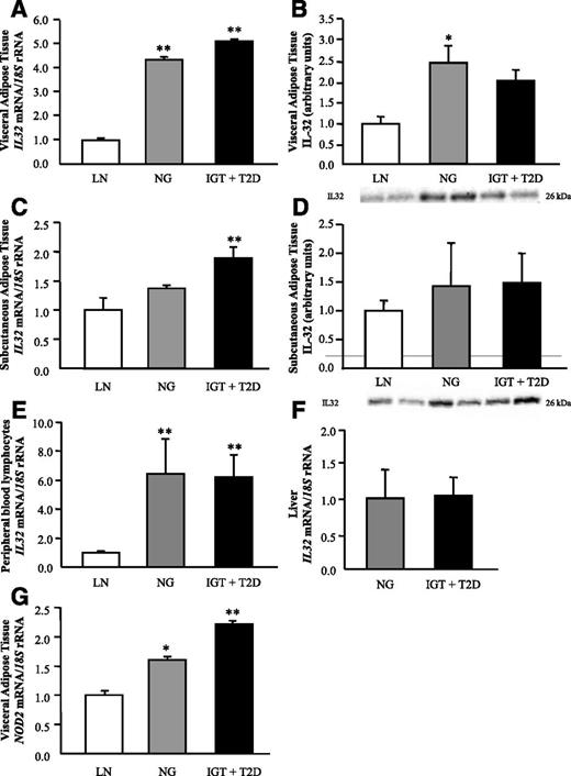 Figure 2. Impact of obesity and obesity-associated T2D on gene expression levels of IL-32 in metabolic active tissues. Bar graphs show the mRNA (LN, n = 11; OB NG, n = 34; OB T2D, n = 31) and protein (LN, n = 10; OB NG, n = 15; OB T2D, n = 15) levels of IL32 in VAT (A and B) and SAT (C and D) as well as PBMC (E) and liver (F). G: Gene expression levels of NOD2 in VAT of LN, OB NG, and OB T2D volunteers. Representative blots are shown at the bottom of the histograms. The intensity of the bands was normalized with total protein values. All assays were performed in duplicate. The gene and protein expression in LN subjects was assumed to be 1. Differences between groups were analyzed by one-way ANOVA followed by Tukey tests or unpaired two-tailed Student t tests, where appropriate. *P < 0.05; **P < 0.01 vs. LN.