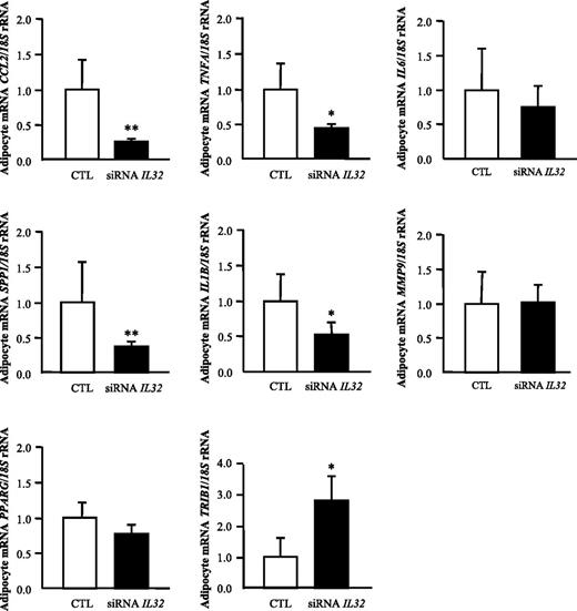 Figure 6. IL-32 silencing downregulates inflammation-related gene expression levels in human visceral adipocytes. mRNA expression levels of inflammation-related genes in human visceral adipocytes after transfection with 100 pmol/L siRNA IL-32/2 × 105 cells for 24 h. Gene expression levels in scrambled siRNA cells (CTL) were assumed to be 1. Values are the mean ± SEM (n = 6/group). Differences between groups were analyzed by unpaired two-tailed Student t tests. *P < 0.05, **P < 0.01 vs. scrambled siRNA. CTL, control.