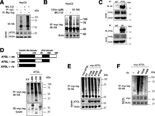 Figure 1. ATGL is polyubiquitinated at lysine 100 in patatin-like domain by the lysine K48 linked chain of ubiquitin and degraded in proteasome. A: HepG2 cells were transfected with myc-tagged ATGL and HA-tagged ubiquitin constructs. After 48 h of transfection, cells were treated with 50 μmol/L MG-132 for 4 h. Cell lysates were then immunoprecipitated (IP) with myc-tag antibody and analyzed by immunoblot (IB) using anti-HA antibody (top). The bottom panels show the respective protein levels of ATGL and actin. B: Cells were transfected with indicated plasmids and after 48 h treated with respective concentrations of chloroquine (Chlor) for 4 h. Ubiquitination assay was performed as described in A. C: Immunoprecipitation experiments were performed in HepG2 cells. Endogenous ATGL and ubiquitin (Ub) were immunoprecipitated and probed with Ub (upper panel) and ATGL (lower panel) antibody, respectively. D: Different fragments of ATGL containing different combination of domains (top); myc-tagged clones containing patatin-like and cPLA domain were transfected in HepG2 cells together with HA-ubiquitin, and polyubiquitination of ATGL was assayed by immunoblotting. EV, empty vector. E: Mutant clones with arginine in place of lysine at four positions of ATGL were transfected and checked for their ability to be polyubiquitinylated. F: Ubiquitination of ATGL with indicated lysine mutant variants of ubiquitin. The immunoblots are representative of one of at least three independent experiments.