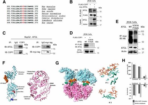 Figure 2. COP1 directly interacts with ATGL through VP binding motif in the cPLA domain of ATGL. A: Conserved lysine residues in the patatin-like domain in different mammalian taxa. ATGL and COP1 interaction in coimmunoprecipitation (IP) assays in HEK293A cells (B) and in HepG2 cells stably expressing ATGL (C). D: Coimmunoprecipitation experiment of COP1 with WT and VP mutant (V361A/V362A) of ATGL showing the importance of the VP motif in COP1 and ATGL interaction. E: Ubiquitination status of WT and VP mutant of ATGL. The immunoblots (IB) are representative of one of at least three independent experiments. F, left panel: Three-dimensional structure of ATGL protein predicted by ab initio and comparative modeling. The residues, which interact with COP1, are highlighted in orange and presented in sphere orientation. The active site (red color) and ubiquitination site (blue color) are also presented in sphere orientation. Right panel: Three-dimensional structure of COP1 protein predicted by ab initio and comparative modeling. The residues, which interact with ATGL, are highlighted in green and presented in sphere orientation. G, left panel: Docked complex of ATGL (blue) and COP1 (pink). Interface residues are shown as spheres in orange (ATGL) and green (COP1) colors. ATGL and COP1 interact through two interfaces marked as IF1 and IF2. Right panel: IF1 and IF2 are enlarged and the residues are represented in stick orientation. H: Interface area (top panel) and gain of solvation free energy (bottom panel) of the docked complex are compared with the same obtained from eight different protein complexes having interface area of similar sizes.