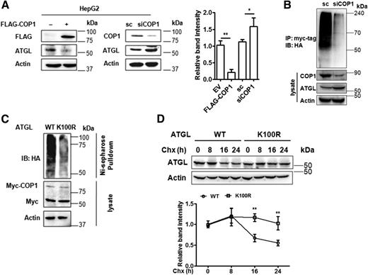 Figure 3. COP1 regulates ATGL stability and ubiquitination in hepatocytes. A: ATGL protein levels in COP1-overexpressed and -depleted conditions in hepatocytes. Densitometric quantification of ATGL band intensity (right) normalized with actin (n = 3). B: Ubiquitination status of ATGL in COP1-depleted hepatocytes. IB, immunoblot; IP, immunoprecipitation. C: Effect of COP1 in ubiquitination of WT and K100R mutant of ATGL assayed by Ni pull-down. The immunoblots are representative of one of at least three independent experiments. D: Cycloheximide (Chx) chase experiment in HepG2 cells transfected with WT or K100R mutant ATGL for indicated time durations (top). Densitometric analysis of ATGL levels normalized to actin for three independent experiments (bottom). EV, empty vector; sc, scrambled. Data are expressed as mean ± SD. *P < 0.05; **P < 0.01.