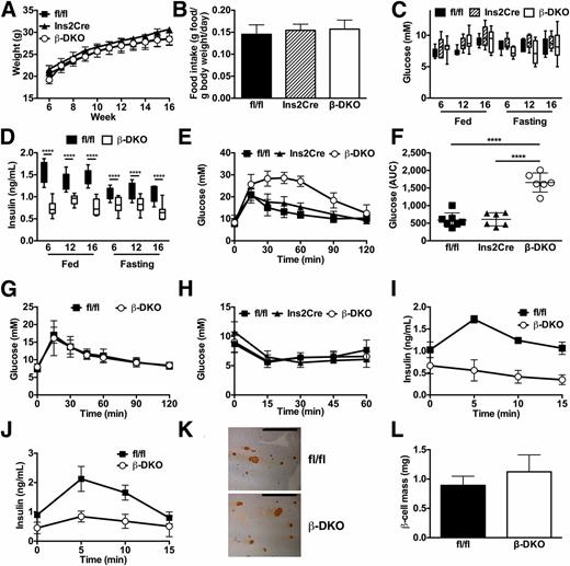 Figure 2. Glucose tolerance and insulin secretion are impaired in β-DKO mice. A: Body weight of 6- to 16-week-old Abca1fl/flAbcg1fl/fl mice, Ins2Cre mice, and β-DKO mice (n = 6/group). B: Daily food intake of 16-week-old Abca1fl/flAbcg1fl/fl mice, Ins2Cre mice, and β-DKO mice (n = 6/group). Fed and 5-h fasted blood glucose (C) and insulin (D) levels in 6-, 12-, and 16-week-old Abca1fl/flAbcg1fl/fl mice, Ins2Cre mice, and β-DKO mice (n = 8–10/group). Blood glucose levels (E) and incremental area under curve (AUC) data (F) during an intraperitoneal glucose tolerance test (glucose: 2 g/kg) in 5-h fasted, 16-week-old Abca1fl/flAbcg1fl/fl mice, Ins2Cre mice, and β-DKO mice (n = 6–8/group). G: Blood glucose levels during an intraperitoneal pyruvate tolerance test (sodium pyruvate: 2 g/kg) in 18-h fasted, 16-week-old Abca1fl/flAbcg1fl/fl mice and β-DKO mice (n = 6/group). H: Blood glucose levels during an intraperitoneal insulin tolerance test (insulin: 1 unit/kg; n = 7/group) in 16-week-old Abca1fl/flAbcg1fl/fl mice, Ins2Cre mice, and β-DKO mice. Plasma insulin levels during a glucose (I) and arginine (J) challenge in Abca1fl/flAbcg1fl/fl mice and β-DKO mice. The mice were fasted for 5 h before intraperitoneal administration of 3 g/kg glucose or 1 g/kg arginine. Plasma insulin levels were measured by ELISA (n = 7/group). K: Representative pancreas sections from Abca1fl/flAbcg1fl/fl mice and β-DKO mice immunostained for insulin. Scale bars = 1 mm. L: Quantification of β-cell mass in Abca1fl/flAbcg1fl/fl mice and β-DKO mice. Values represent mean ± SD. In the box-and-whisker plots, line in box represents median quartile; whiskers represent minimum-maximum values; box borders represent lower and upper quartiles. ****P < 0.001.
