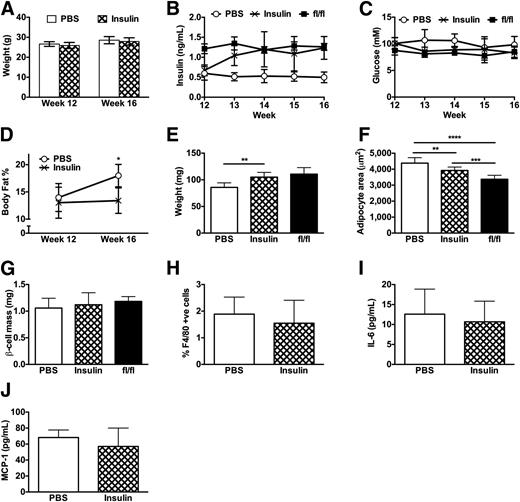 Figure 6. Insulin supplementation inhibits adipose tissue expansion but does not reduce inflammation in β-DKO mice. A: Body weight of β-DKO mice immediately before pump implantation at 12 weeks of age and at 16 weeks of age, after 4 weeks of PBS or insulin supplementation. Fed plasma insulin levels (B) and blood glucose levels (C) in PBS- and insulin-supplemented β-DKO mice and Abca1fl/flAbcg1fl/fl mice. D: Percentage of body fat in PBS- and insulin-supplemented β-DKO mice. E: Gastrocnemius muscle weight in 16-week-old PBS- and insulin-supplemented β-DKO mice and Abca1fl/flAbcg1fl/fl mice. Adipocyte size (F), β-cell mass (G), and adipose tissue macrophage content (H) in PBS- and insulin-supplemented β-DKO mice and Abca1fl/flAbcg1fl/fl mice. Plasma IL-6 (I) and MCP-1 (J) levels in PBS- and insulin-supplemented β-DKO mice. Values represent mean ± SD (n = 6/group for all). *P < 0.05; **P < 0.01; ***P < 0.005; ****P < 0.001.