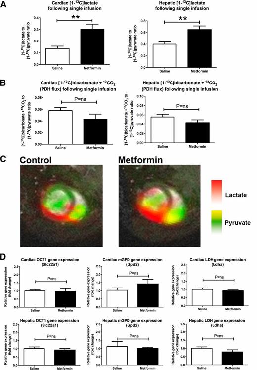 Figure 2. A single metformin infusion increases the hyperpolarized [1-13C]lactate:[1-13C]pyruvate ratio (A) but not [1-13C]bicarbonate + 13CO2:[1-13C]pyruvate ratio (B). Data are mean ± SEM. n = 10 per group. **P < 0.01. C: Hyperpolarized MRI demonstrates that almost the entirety of the lactate signal localizes to the left ventricular myocardium. D: Metformin had no effect on the expression of the gene encoding LDH; genes encoding both mGPD and OCT1 were confirmed to be expressed in the heart as well as the liver and were likewise unchanged by metformin infusion. Data are mean ± SEM. n = 4 biological replicates.