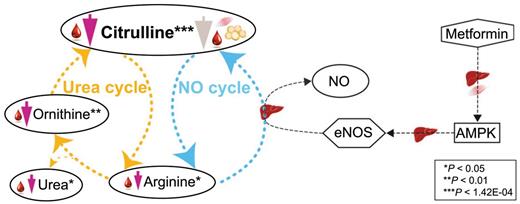The connections indicated by liver, muscle, and blood (plasma and serum) show organ specificity between metabolites, pathway-related proteins, metformin targets, and metformin. The metabolites (ellipses) were connected to metformin treatment (straight- sided hexagons), proteins (hexagons), and metformin targets (rectangles). The activation/stimulation is indicated with arrows. NO, nitric oxide.