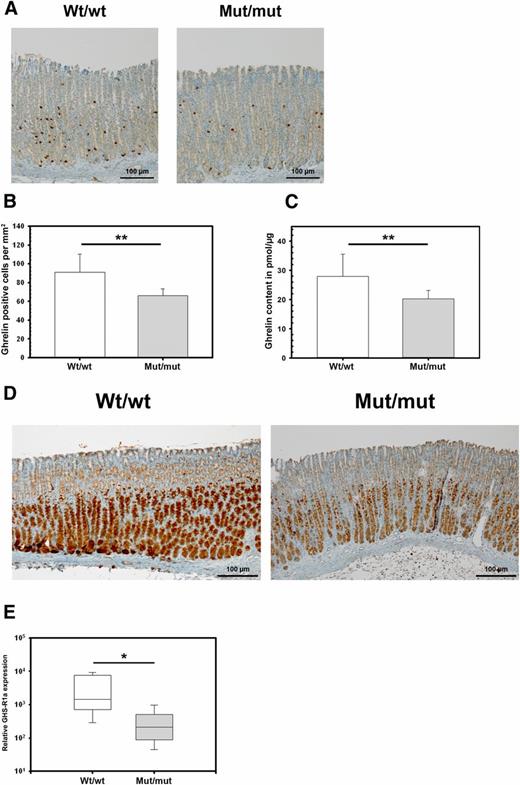 Figure 3. Reduced number of ghrelin-producing cells and of GHS-R1a expression in the gastric corpus mucosa of mut/mut rats. A: Ghrelin-producing cells were detected with an anti-ghrelin antibody in paraffin-embedded gastric corpus tissue from 7.5-month-old wt/wt and mut/mut rats. B: Quantification of the number of ghrelin-positive cells in the gastric corpus mucosa. Values represent the mean ± SEM of n ≥ 8 rats in each group. C: Total ghrelin content in gastric corpus tissue of 7.5-month-old wt/wt and mut/mut rats. Values represent the mean ± SEM of n ≥ 6 rats in each group. D: GHS-R1a was detected with an anti–GHS-R1a antibody in paraffin-embedded gastric corpus tissue from 7.5-month-old wt/wt and mut/mut rats. The mut/mut rats showed a significant reduction in GHS-R1a in the gastric corpus mucosa compared with the wt/wt rats. E: GHS-R1a expression in the gastric corpus tissue was measured by real-time PCR and normalized to β2-microtubulin. Gastric corpus tissue from 7.5-month-old mut/mut rats (n = 8) showed a significant decrease in GHS-R1a expression compared with that from age-matched wt/wt rats (n = 8). The box plots show 25th–75th percentiles (box) and 5th–95th percentiles (whiskers). The line in the box represents the median. *P ≤ 0.05; **P ≤ 0.01.