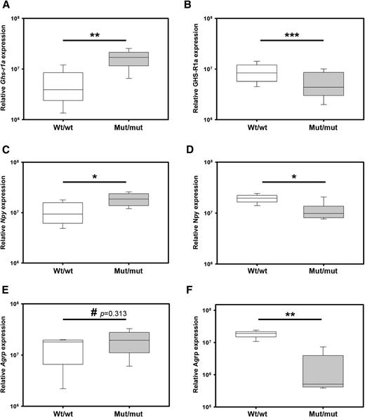 Figure 5. Persistently high circulating ghrelin levels cause ghrelin resistance in mut/mut rats. Hypothalamic expression of Ghs-r1a (A and B), Npy (C and D), and Agrp (E and F) at 5.5 months (A, C, and E) and 7.5 months (B, D, and F) of age. The mut/mut rats (7.5 months old) showed a significant reduction in hypothalamic Ghs-r1a, Npy, and Agrp compared with the wt/wt rats. Values represent the mean ± SEM of n ≥ 6 rats in each group. #P > 0.05; *P ≤ 0.05; **P ≤ 0.01; ***P ≤ 0.001.