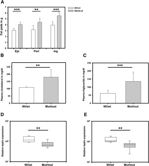 Figure 6. Obesity associated with high plasma cholesterol and triglyceride levels and suppressed leptin expression in the WAT of mut/mut rats. A: The 7.5-month-old wt/wt and mut/mut rats were killed, and epididymal (Epi), peritoneal (Peri), and inguinal (Ing) fat pads were weighed. The mut/mut rats showed a significant increase in WAT mass compared with the wt/wt animals. Values represent the mean ± SEM of n ≥ 8 rats in each group. Cholesterol (B) and triglyceride (C) values were determined using fasting blood plasma (overnight 16 h) from 7.5-month-old wt/wt and mut/mut rats. Values represent the mean ± SEM of n ≥ 8 rats in each group. Leptin expression in epididymal (D) and peritoneal (E) fat was measured by real-time PCR and normalized to β2-microtubulin. Both the epididymal and peritoneal fat from mut/mut rats showed a significant decrease in leptin mRNA compared with that from the wt/wt rats. All box plots show 25th–75th percentiles (box) and 5th–95th percentiles (whiskers). The line in the box represents the median. **P ≤ 0.01; ***P ≤ 0.001.