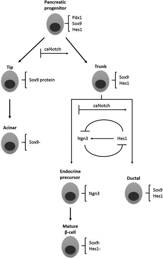 Figure 1. A simplified diagram of pancreatic development. In early pancreatic development, pancreatic progenitor cells coexpress Pdx1, Sox9, and Hes1. Low caNotch activity promotes the tip cell fate, which later generates acinar cells. In contrast, high caNotch activity promotes the trunk cell fate, which coexpresses Sox9 and Hes1. In trunk cells, high caNotch activity promotes the generation of ductal cells that maintain Sox9 and Hes1 coexpression. In contrast, low caNotch activity generates the endocrine precursor fate. These cells lose Sox9 and Hes1 expression and induce the expression of Ngn3. They are able to generate all cell types of the pancreatic islet, including β-cells, which maintain low expression of Sox9 and Hes1. Adapted from Shih et al. (2).