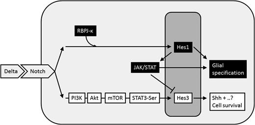 Figure 2. caNotch and noncaNotch signaling branches control NSC self-renewal and differentiation. Notch receptor activation in NSCs can lead to canonical signaling induction that involves the release of the intracellular domain of Notch receptors into the cytoplasm, its association with RBPJ-κ and other proteins, and the induction of the transcription of genes, including Hes1. Hes1 promotes differentiation to the glial fate by activating the transcription of genes specific to the glial lineage. In addition, Hes1 can function in the cytoplasm where it mediates the interaction between JAK and STAT3, leading to STAT3-Tyr phosphorylation, which also promotes glial differentiation by activating the transcription of genes specific to the glial lineage. Notch receptor activation can also lead to the activation of a noncanonical signaling branch that involves the sequential activation of PI3K, Akt, mTOR, and STAT3-Ser phosphorylation. This branch leads to induction of Hes3, an indirect target of Notch and a member of the same gene family as Hes1. Hes3 promotes the expression of Shh, a morphogen in neural development and mitogen of NSCs. This noncanonical branch promotes the survival of NSCs, and activation in vitro and in vivo increases NSC number. JAK activity inhibits the induction of Hes3 expression (through mechanisms that are not well understood), demonstrating that the canonical and noncanonical pathways may compete for dominance.