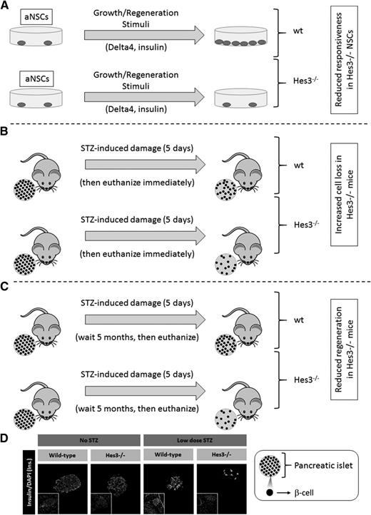 Figure 3. Damage and regeneration paradigms reveal Hes3-related phenotypes. A: Hes3-null (Hes3–/–) mice have no obvious phenotype, and adult NSC (aNSC) cultures can be established from the subventricular zone lining the lateral ventricles of the brain. However, whereas wild-type (wt) aNSCs respond to activation of the STAT3-Ser/Hes3 signaling axis (induced by addition of Notch ligands or insulin to the culture medium) by vast increases in cell number, Hes3–/– mice are largely nonresponsive. These observations suggest Hes3 roles in the context of simulated regeneration. B: Similarly, whereas blood glucose levels and gross pancreas morphology are normal in Hes3–/– mice, when mice are challenged through STZ treatments (low-dose STZ, daily injections for 5 days), Hes3–/– mice suffer a greater loss of β-cells compared with wt controls. These results suggest a role of Hes3 in the protection of pancreatic islets during toxic insults. C: Mice subjected to the STZ regimen described can be placed under normal conditions for months to assess their regeneration potential. After 5 months, wt mice regenerate most cells of the pancreatic islet, although their ability to regulate blood glucose levels may still be compromised. In contrast, Hes3–/– mice are less efficient at regenerating the number of β-cells, suggesting a role of Hes3 in the regeneration of the pancreatic islet after damage. D: Examples of islets after the experimental procedure described in C. Experimental details for panels B-D: low-dose STZ treatment was performed as previously described (43), but the mice were allowed to survive for 5 months after the last injection (n = 6 mice per each of the 4 groups). Immunolabeling images were acquired after 4% paraformaldehyde fixation and sectioning; counting was from 30 islet sections per group. The percentage of Pdx1+ cells per islet (i.e., per number of DAPI+ nuclei in the islet) is as follows: wt: 79.21 ± 10.9; wt-STZ: 35.8 ± 12.3; Hes3−/−: 76.2 ± 13.7; Hes3−/−-STZ: 23.7 ± 20.9. A t-test comparison between the wt-STZ and Hes3−/−-STZ values showed a significant difference (P < 0.05).