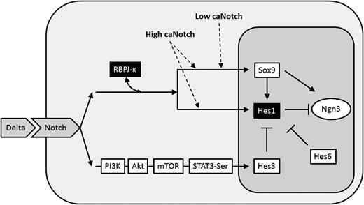 Figure 4. caNotch and noncaNotch branches regulating the expression of key pancreatic genes. In this diagram, we fuse data from different pancreatic cellular systems (pancreatic progenitors, mature β-cells) to create a generalized molecular model of how caNotch and noncaNotch branches may interact; we suggest that this model can be used as a blueprint to address key open questions in the regulation of pancreas development. caNotch signaling (involving RBPJ-κ) can lead to two established cellular outcomes: high caNotch activity in trunk cells leads to the induction of Sox9 and Hes1. Sox9 is an activator of Ngn3, and Hes1 is a repressor of Ngn3. Overall, this leads to loss of Ngn3 expression and the acquisition of the ductal cell fate. In contrast, low caNotch activity leads to the induction of only Sox9 (and not Hes1), leading to Ngn3 expression and the acquisition of the endocrine precursor fate. Hes3 may intercept this regulatory system given its roles in adult β-cell lines, in the damaged and regenerating pancreas, in Ngn3 induction in vivo, and in opposing Hes1 expression in pancreatic islets. Hes3, possibly under the control of upstream regulators as described in Fig. 2, may contribute to the suppression of Hes1 under low caNotch conditions, ensuring that only Sox9 will be induced (and not Hes1), leading to Ngn3 induction and subsequent endocrine fate specification. Hes6 may also play a role in inhibiting Hes1 in this system.