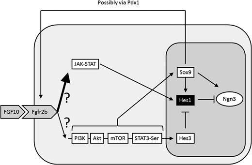 Figure 5. FGF10 may intercept both caNotch and noncaNotch. FGF10 can induce classic mitogenic signal transduction pathways, including PI3K, Akt, and mTOR, but it can also activate JAK-STAT signaling. We speculate that the choice may be influenced by the levels of receptor activation. The PI3K branch may lead, via STAT3-Ser, to a number of events that lead to the induction of Ngn3: Hes3 induction, which may then suppress Hes1, and Sox9 induction. In contrast, the JAK-STAT branch may lead to Hes1 induction, which opposes Ngn3 transcription. Sox9 also induces Hes1, and this, we speculate, may be a molecular mechanism to limit the degree of Ngn3 activation via Sox9. Sox9, possibly via Pdx1, positively regulates the expression of Fgfr2b and maintains receptiveness to FGF10.