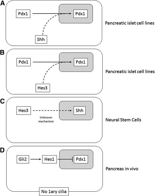 Figure 6. Shh and mediators of caNotch and noncaNotch signaling intercept to regulate cell outcome. A: In insulinoma cell lines, Shh overexpression promotes Pdx1 expression and nuclear localization. B: In insulinoma cell lines, Hes3 overexpression promotes Pdx1 expression and nuclear localization; the mechanism may involve the activation of promoter regions of the Pdx1 gene. C: In primary fetal rodent NSC cultures, Hes3 overexpression promotes Shh expression; the mechanism is not yet elucidated. D: In genetically engineered mice, pancreatic cells that have increased Gli2 expression and lack primary (1ary) cilia (which normally oppose aspects of hedgehog signaling) exhibit increased Hes1 expression and decreased Pdx1 expression.