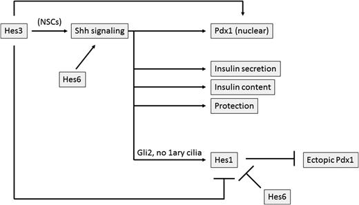 Figure 7. Notch and Shh signaling pathways intercept to regulate the expression of key pancreatic transcription factors. In this diagram, we fuse together observations from different cell types to create a generalized model of how Shh and Notch signaling may intercept in previously unexplored ways. Hes3 directly regulates Pdx1 expression in MIN6 cells. Shh also directly does this, suggesting that in these cell systems Shh and Hes3 share common functions. In NSCs, Hes3 overexpression leads to Shh expression induction, suggesting that in addition to the parallel functions of Shh and Hes3, Hes3 may also be a regulator of Shh. However, this possibility is yet unexplored in the pancreatic system, to our knowledge. It is not unlikely, however, because another member of the Hes/Hey family of genes, Hes6, does regulate Shh signaling in prostate cancer cells, opposes Hes1 action in culture, and promotes Pdx1 expression. In insulinoma cell line cultures, Shh pathway activation increases insulin secretion and content and promotes cell survival after inflammatory cytokine–induced stress. Hes3 has similar roles in MIN6 cells. A particular branch of the Shh signaling pathway, however, suggests more complex roles of hedgehog signaling. In a genetic mouse model where Gli2, a transcriptional mediator of hedgehog signaling, is overexpressed and where cells lack primary (1ary) cilia (which normally contribute to the suppression of hedgehog signaling), increased expression of the precursor markers Hes1 and Sox9 was observed. This apparent discrepancy may be explained by the fact that Gli2 promotes Hes1 expression, demonstrating how Shh signaling intercepts with caNotch signaling. Hes1, in turn, suppresses Pdx1 expression; for example, Hes1-null mice exhibit ectopic Pdx1 expression and pancreas formation. Hes6 opposes Hes1 expression. Taken together, Notch, hedgehog, and Hes/Hey signaling intercept in canonical and noncanonical ways to regulate the development and function of the pancreas. This complex signaling network offers many opportunities for manipulation and study and argues for an extensive elucidation of additional aspects of this network, including a better understanding of other Hes/Hey genes and Gli factors in this process.