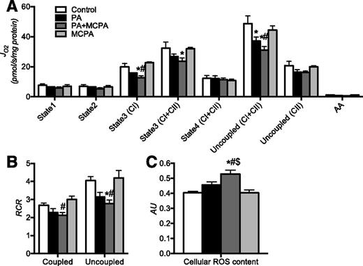Figure 5. Inhibition of β-oxidation in palmitate-treated C2C12 cells mimics mitochondrial disturbances observed in skeletal muscle of diabetic animals. Inhibition of β-oxidation by MCPA (SCAD and MCAD inhibitor) significantly decreases mitochondrial O2 consumption (JO2) (A) and mitochondrial coupling efficiency (respiratory control ratio [RCR]) (B) and elevates cellular ROS content (C) in C2C12 cells treated with palmitate. The adverse effects of β-oxidation inhibition were observed only under both palmitate and MCPA treatment (PA+MCPA) and were not observed in control cells treated with MCPA. PA, palmitate-treated cells; PA+MCPA, palmitate- and MCPA-treated cells; MCPA, control cells treated with MCPA. Data are means ± SEM (n = 3 per experiment). AA, amino acids; AU, arbitrary unit. *P < 0.05 vs. control; #P < 0.05 vs. MCPA group; $P < 0.05 vs. PA group.