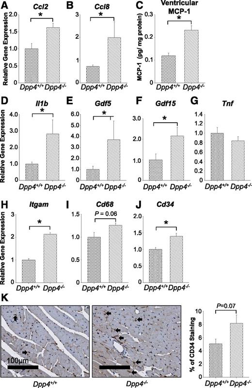 Figure 3. Markers of inflammation are elevated in euglycemic Dpp4−/− mice compared with littermate controls. Relative levels of ventricular mRNA of the inflammatory markers Ccl2 (A) and Ccl8 (B). C, Protein levels of ventricular MCP-1. Relative levels of ventricular mRNA of the inflammatory markers Il1b (D), Gdf5 (E), Gdf15 (F), Tnf (G), Itgam (H), Cd68 (I), and Cd34 (J). K, Representative images and quantitation of CD34 in sectioned hearts from Dpp4−/− mice compared with littermate controls (n = 4–5). Arrows represent areas of intense staining. All values are the mean ± SEM (n = 4–6, *P < 0.05).