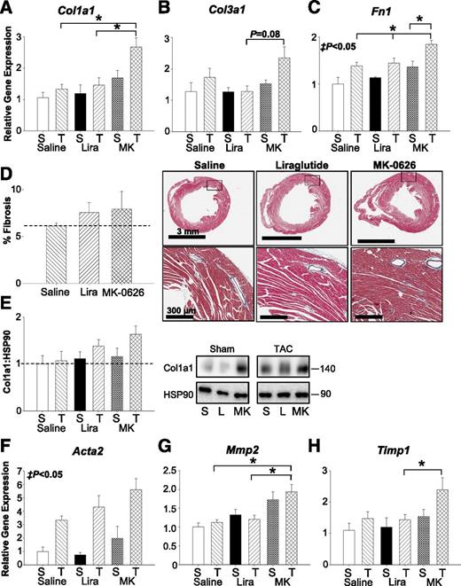 Figure 5. Markers of fibrosis are elevated in the hearts of MK-0626 (MK)–treated mice after surgical induction of pressure overload hypertrophy. Relative levels of ventricular mRNA of the fibrosis markers Col1a1 (A), Col3a1 (B), and Fn1 (C). D, Representative images and quantification of Masson trichrome staining of hearts post TAC surgery (n = 3–4/group). Lower panels are magnifications of the boxed regions in the upper panels. E, Western blotting of Col1a1 normalized to Hsp90. L, liraglutide; S, saline. Relative levels of ventricular mRNA of the fibrosis markers Acta2 (F), Mmp2 (G), and Timp1 (H). All values are the mean ± SEM (n = 5 sham surgery group [S], n = 8–13 TAC group [T]). *P < 0.05, ‡P < 0.05 sham surgery group vs. TAC surgery group. Lira, liraglutide.