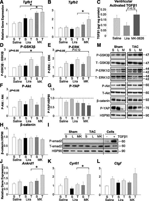 Figure 6. Inducers of fibrosis are elevated in the hearts of MK-0626 (MK)–treated mice after surgical induction of pressure overload hypertrophy. Relative levels of ventricular mRNA in the fibrosis markers Tgfb1 (A) and Tgfb2 (B). C, Activated ventricular TGF-β protein levels. Lysates were prepared from ventricular tissue (sham-operated or TAC mice treated with saline, liraglutide [Lira], or MK-0626). D, Phosphorylated (P) GSK-3β/GSK-3β ratio. E, Phosphorylated ERK/ERK ratio. F, Phosphorylated Akt/Akt ratio. G, Phosphorylated YAP/HSP90 ratio. H, β-Catenin/HSP90 ration. I, Phosphorylated Smad2/Smad2 ratio. Cellular positive control for antibodies was Eph4 mouse mammary epithelial cells treated with or without 100 pmol/L TGF-β for 1 h. L, liraglutide; S, saline. Relative levels of ventricular mRNA in the fibrosis and hypertrophy markers Ankrd1 (J), Cyr61 (K), and Ctgf (L). M, Representative blots for quantitations depicted in D–H. All values are the mean ± SEM (n = 3–5 for sham surgery group [S] and n = 8–13 for TAC [T]). *P < 0.05, ‡P < 0.05 sham surgery group vs. TAC surgery group.