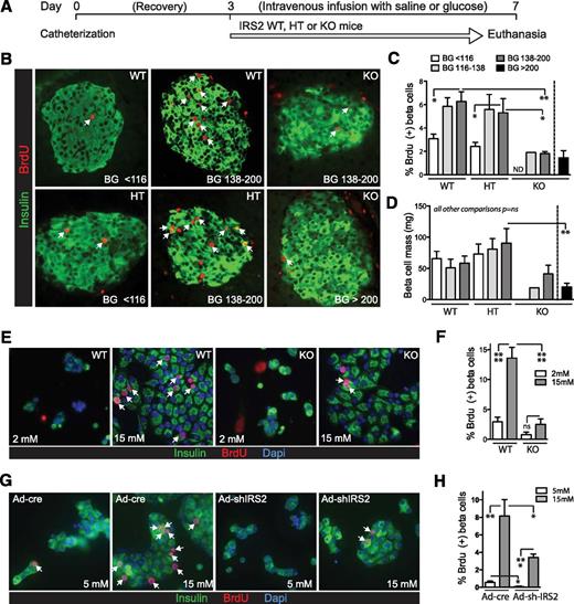 Figure 1. IRS2 is required for glucose-induced β-cell proliferation in vivo and ex vivo. A–D: Mice with generalized deletion of IRS2 or littermate controls were infused intravenously with saline or glucose for 4 days. B and C: β-Cell proliferation was increased by hyperglycemia in WT and HT controls (n = 10–16) but not in IRS2-KO mice (n = 1, 4, and 7). D: β-Cell mass was reduced in diabetic IRS2-KO mice (n = 4–9, except for KO BG 116–138 for which n = 1). E and F: Glucose induced proliferation in WT- but not KO-dispersed mouse islet cells cultured for 72 h (n = 6–9). G and H: Acute knockdown of IRS2 by adenovirus-delivered shRNA targeting IRS2 (MOI 25) in mouse islet cell cultures diminished glucose-induced β-cell proliferation (n = 4). Arrows point to BrdU-positive β-cell nuclei. Data are mean ± SEM. *P < 0.05; **P < 0.01; ***P < 0.001; ****P < 0.0001. BG, blood glucose; ND, not determined; ns, not signficant.