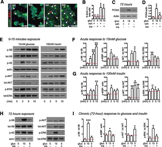 Figure 3. Insulin is not sufficient to increase mouse β-cell proliferation; insulin and glucose have similar short-term but different long-term effects on islet signaling. A–D: Exogenous insulin (100 nmol/L, added once at experiment start) did not increase mouse β-cell proliferation as measured by BrdU incorporation (dispersed islets, n = 3; A and B) or immunoblot for PCNA (whole islets, n = 6; C and D). E–G: Acute exposure of whole mouse islets to either glucose or insulin increased phosphorylation of S6, 4E-BP1, and AKT (n = 5). H and I: Chronic exposure of whole mouse islets to glucose or insulin revealed that S6 and ERK were strongly activated by glucose but not insulin; AKT was activated by insulin but not glucose (n = 4–6). Arrows point to BrdU-positive β-cell nuclei. Data are mean ± SEM. *P < 0.05, **P < 0.01, ***P < 0.001, ****P < 0.0001 relative to control condition indicated by the dotted line. gluc, glucose; ins, insulin; ns, not significant; p, phosphorylated; tot, total; veh, vehicle.