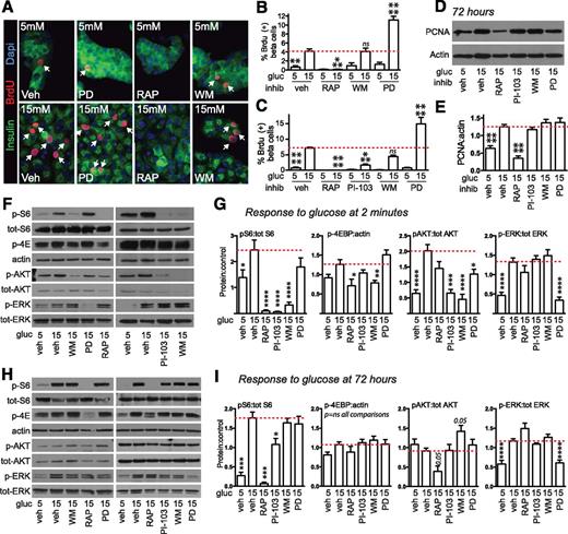 Figure 4. Glucose-induced proliferation in mouse β-cells is prevented by inhibition of MTOR. A–C: In dispersed mouse islets, glucose-induced β-cell BrdU incorporation was prevented by rapamycin (RAP) 10 nmol/L, unaffected by wortmannin (WM) 100 nmol/L, and paradoxically increased by MEK inhibitor PD98059 (PD) 10 μmol/L, all added 30 min before glucose stimulation (n = 2–3). C: The experiment was repeated by a second individual in the laboratory, adding a second PI3K inhibitor, PI-103 (100 nmol/L) (n = 3–7). D and E: In whole islets, only RAP prevented the glucose-induced increase in PCNA abundance (n = 7–11). F and G: In whole islets treated with glucose for 2 min, RAP selectively blocked MTOR activation and PD selectively blocked ERK activation, but WM and PI-103 blocked both MTOR and AKT activation (n = 4–9). H and I: In whole islets treated with glucose for 72 h, RAP effectively blocked S6 activation, but WM, PI-103, and ERK no longer blocked their target pathways (n = 6–11). Arrows point to BrdU-positive β-cell nuclei. Data are mean ± SEM. *P < 0.05, **P < 0.01, ***P < 0.001, ****P < 0.0001 vs. control marked by dotted line. gluc, glucose; inhib, inhibitor; ns, not significant; p, phosphorylated; tot, total; veh, vehicle.