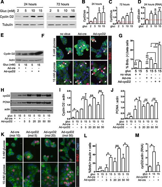 Figure 5. Cyclin D2, induced by glucose in mouse islets, is sufficient to drive β-cell proliferation. A–D: Glucose increased cyclin D2 protein abundance in whole islets at both 24 and 72 h of exposure at the protein (n = 3; A–C) and RNA (n = 3; D) level. E–G: Adenoviral overexpression of cyclin D2 (MOI 5) for 72 h in dispersed islets increased cyclin D2 abundance (E) and BrdU incorporation (n = 3; F and G) modestly in low glucose but markedly in high glucose. H–M: Glucose induction of cyclin D2 protein abundance (n = 3; H and I) and BrdU incorporation (n = 3; K and L) but not PCNA abundance (n = 3; H and J) was evident, even when MOI of Ad-cyclin D2 was increased as high as 50. M: Cyclin D2 mRNA was increased by high glucose in the context of adenoviral overexpression (dispersed islets, n = 3). Arrows point to BrdU-positive β-cell nuclei. Dotted lines in B–D mark the low glucose control. Data are mean ± SEM. *P < 0.05; **P < 0.01; ***P < 0.001; ****P < 0.0001. cyc, cyclin; gluc, glucose; ns, not significant; tub, tubulin.