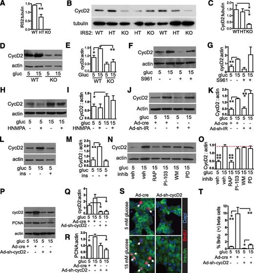 Figure 6. IRS2 and MTOR but not the insulin receptor are required for glucose induction of cyclin D2; cyclin D2 is required for glucose-induced β-cell proliferation. A–C: IRS2-KO islets contained less IRS2 (n = 1–4; A) and cyclin D2 (n = 4–6; B–C). D and E: IRS2-KO islets failed to induce cyclin D2 protein when cultured in high glucose (n = 5–14). F–K: Blocking insulin receptor action using S961 (whole islets, n = 4; F–G), HNMPA (whole islets, n = 3; H–I), or adenovirus with shRNA targeting the insulin receptor (MOI 50) (dispersed islets, n = 5; J–K) did not prevent glucose induction of cyclin D2 protein. L and M: Treating whole islets with insulin (100 nmol/L) did not induce cyclin D2 protein expression (n = 4). N and O: Blocking MTOR but not PI3K or ERK in whole islets prevented glucose induction of cyclin D2 protein (n = 5–8). P–T: Reducing cyclin D2 expression by adenovirus with shRNA targeting cyclin D2 in dispersed islets (MOI 5, n = 3) prevented glucose induction of cyclin D2 (P and Q), PCNA (P and R), and proliferation (S and T). Panels D–T are at 72 h. Arrows point to BrdU-positive β-cell nuclei. Dotted line in O marks the high glucose control. Data are mean ± SEM. *P < 0.05; **P < 0.01; ***P < 0.001; ****P < 0.0001. cyc, cyclin; gluc, glucose; ins, insulin; IR, insulin receptor; PD, MEK inhibitor PD98059; RAP, rapamycin; veh, vehicle; WM, wortmannin.