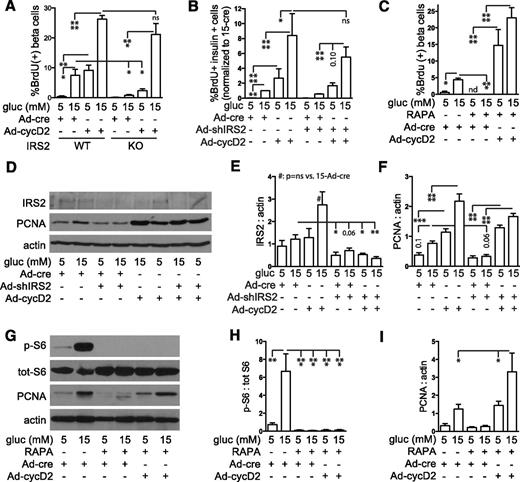 Figure 7. Restoring cyclin D2 expression rescues the proliferation defect due to loss of IRS2 and rapamycin (RAPA) treatment. A: In dispersed IRS2-WT islets, cyclin D2 overexpression (MOI 5) in 5 mmol/L glucose increased β-cell proliferation to levels achieved in 15 mmol/L glucose, and cyclin D2 overexpression in 15 mmol/L glucose further increased proliferation (n = 3–4). In dispersed IRS2-KO islets, 15 mmol/L glucose did not significantly increase β-cell proliferation compared with 5 mmol/L, but overexpression of cyclin D2 markedly increased proliferation in 15 mmol/L glucose. B and C: Reduced dispersed β-cell proliferation caused by adenovirus knockdown of IRS2 (MOI 50, n = 3–4; B) or RAPA treatment (n = 4–5; C) was rescued by overexpression of cyclin D2 (MOI 5). BrdU incorporation results were confirmed by a second proliferation measure, immunoblot for PCNA: loss of PCNA by IRS2 knockdown (dispersed islets, MOI 50, n = 8; D–F) or RAPA treatment (whole islets, n = 3; G–I) was rescued by overexpression of cyclin D2 (MOI 5). Data are mean ± SEM. *P < 0.05; **P < 0.01; ***P < 0.001; ****P < 0.0001. cyc, cyclin; gluc, glucose; ns, not significant; p, phosphorylated; tot, total.