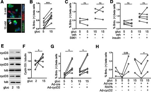 Figure 8. Human β-cell proliferation regulation shows many similarities to mouse. A and B: Dispersed human islets were cultured on glass coverslips for 96 h, with BrdU included for the entire 96 h. Human β-cells had increased proliferation in 15 mmol/L glucose over 5 mmol/L glucose. C and D: Glucose-induced human β-cell proliferation was not inhibited by insulin receptor blocker S961 (100 nmol/L); insulin (100 nmol/L) did not increase proliferation in the majority of islet preparations. E and F: Glucose treatment for 72 h did not alter cyclin D2 abundance, which was poorly detected (data not shown), but increased cyclin D3 abundance in four of six preparations tested. G: Overexpression of cyclin D2 (MOI 5) increased human β-cell proliferation in both low and high glucose. H: Rapamycin reduced human β-cell proliferation (nonsignificant) but was rescued by adenoviral overexpression of cyclin D2 (MOI 5). Arrows point to BrdU-positive β-cell nuclei. Data are mean ± SEM. *P < 0.05; ***P < 0.001. cyc, cyclin; gluc, glucose; ns, not significant; RAPA, rapamycin; tub, tubulin; veh, vehicle.