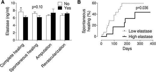Figure 3. Circulating elastase and wound outcomes. A: Serum elastase concentrations are plotted in relation to wound outcomes (*P < 0.05). Spontaneous healing was defined as complete healing without amputation or revascularization. Minor and major amputations are herein pooled. B: Kaplan-Meier curves showing the probability of spontaneous healing in patients categorized as having low (below-median) or high (above-median) serum elastase concentrations.