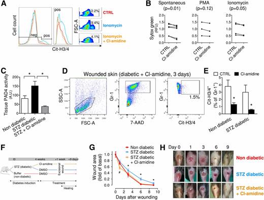 Figure 6. Inhibition of NETosis rescues wound healing in diabetic mice. A: Representative FACS staining for citrullinated histones H3/H4 (Cit-H3/4) of neutrophils stimulated with ionomycin with (orange) or without (blue) pretreatment with the PAD4 inhibitor Cl-amidine with respect to the control condition (red). Magnification of the positive events with mean fluorescence intensity as well as the respective populations and frequencies is shown. B: NET release by cultured neutrophils (evidenced by Sytox green staining of dsDNA in the medium) in the spontaneous condition, after PMA stimulation (NOX-dependent NETosis), or after ionomycin stimulation (NOX-independent NETosis) with or without (CTRL) PAD4 inhibition with Cl-amidine. C: PAD4 enzymatic activity in the tissue lysate of nondiabetic and streptozotocin (STZ) diabetic wounds, as well as in diabetic wounds from mice treated with Cl-amidine (*P < 0.05). D: Representative FACS plots showing reduction of citrullinated H3/H4+ Gr-1+ neutrophils in the skin lysate of diabetic mice treated with Cl-amidine. E: Quantification of citrullinated H3/H4+ Gr-1+ neutrophils in the wound lysate of diabetic and nondiabetic mice with and without (CTRL) PAD4 inhibition with Cl-amidine (*P < 0.05 vs. CTRL). F: Schematic representation of the wound healing experiment in nondiabetic and STZ diabetic with (Cl-amidine) and without (DMSO) pretreatment. G: Wound healing in nondiabetic, STZ diabetic, and diabetic mice treated with Cl-amidine as the fold change in wound area over time (*P < 0.05 for diabetic vs. nondiabetic; #P < 0.05 for Cl-amidine–treated vs. nondiabetic). H: Representative digital imaging of wounds from the 3 groups of mice up to day 9. neg, negative; pos, positive; RFU, relative fluorescence units; CTRL, subjects without diabetes; SSC-A, side scatter A; FSC-A, forward scatter A; A.U., arbitrary units; 7-AAD, 7-aminoactinomycin D.