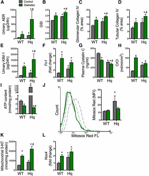 Figure 4. Diabetes superimposition on Aifm1 knockdown worsens renal pathology. Diabetes was induced in WT and Aifm1Hq/Y (Hq) mice by streptozotocin. Urinary AER (A), GSI (B), quantitation of glomerular collagen IV (C), quantitation of tubulointerstitial collagen IV (D), urinary excretion of KIM-1 (E), Fn1 mRNA expression (F), plasma cystatin C (G), creatinine clearance (CrCl) (H), and renal mitochondrial ATP content (I). J: Representative histogram of mitochondrial superoxide production using the Mitosox Red probe (5 µmol/L) with detection by flow cytometry: WT control mice (gray solid line), Aifm1Hq/Y (Hq) control mice (gray dotted line), WT diabetic mice (green solid line), and Aifm1Hq/Y (Hq) diabetic mice (green dotted line). Inset: Quantification of the flow cytometry data (n = 5 mice/group). FL, fluorescence; MFI, mean fluorescence intensity. K: Mitochondrial 3-NT. L: Nox4 mRNA expression in renal cortex. *P < 0.05 compared with WT control, #P < 0.05 compared with Hq control. Data are reported as the mean ± SEM, n = 5–15 mice/group.