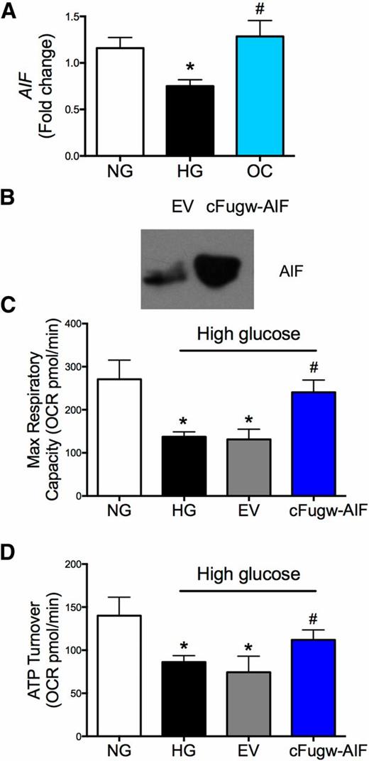 Figure 6. AIF overexpression restores OXPHOS in human primary PTECs. A: Primary human PTECs were exposed to 5 mmol/L d-glucose (normal glucose [NG]), 25 mmol/L d-glucose (high glucose [HG]), or 5 mmol/L d-glucose plus 20 mmol/L mannitol (osmotic control [OC]) for 48 h, and AIF mRNA expression was measured by qPCR; n = 3 replicates/group and two independent cell culture experiments. *P < 0.05 compared with NG-treated cells. #P < 0.05 compared with HG-treated cells. B: Western blot showing efficiency of lentiviral overexpression of AIF. EV, empty vector. cFugw-AIF, AIF lentivirus. C and D: Human primary PTECs were exposed to NG or HG with or without overexpression of AIF by lentiviral infection. Cellular respiration (OCR) was measured using a Seahorse XF24 Bioanalyzer to determine maximal respiratory capacity (C) and ATP turnover/20,000 cells (D). n = 6 replicates/group with two independent cell culture experiments. Max, maximum. *P < 0.05 compared with NG-treated cells. #P < 0.05 compared with HG-treated cells.
