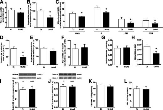 Figure 1. UnAG and skeletal muscle redox state. Effects of UnAG (200 μg subcutaneous injection twice per day) vs. saline (Ct) sustained 4-day treatment on overall (A) and specific superoxide production from mitochondrial sources in whole-tissue homogenate (B) on intact isolated mitochondrial H2O2 synthesis rate with various respiratory substrates (GMS, S, GM, and PCM) (C), and on superoxide generation from NOS (D), NADPH oxidase (E), and xanthine oxidase (F) in skeletal muscle. Effects of UnAG treatment on total (G) and oxidized (GSSG) over total (GSH: reduced) tissue glutathione (H), on protein expression of CuZnSOD (I) and MnSOD (J) with representative blots, and on enzyme activities of catalase (K) and glutathione peroxidase (GPx) (L) are also shown. Data are mean ± SEM (n = 8–10/group). *P < 0.05 vs. Ct. a.u., arbitrary units; U CS, units of citrate synthase.