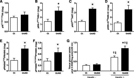 Figure 3. UnAG and skeletal muscle insulin action. Effects of UnAG (200 μg subcutaneous injection twice per day) vs. saline (Ct) sustained 4-day treatment on the phosphorylation measured by xMAP technology of IRY1162/Y1163 (A), IRS-1S312 (B), AKTS473 (C), GSK-3βS9 (D), PRAS40T246 (E), and P70S6KT421/S424 (F) and on tissue glucose uptake (G) in gastrocnemius muscle. Data are mean ± SEM (n = 8–10/group). *P < 0.05 vs. Ct; †P < 0.05 vs. same treatment without insulin; ‡P < 0.05 vs. other treatment without insulin.