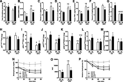 Figure 4. Impact of systemic overexpression of UnAG on skeletal muscle redox state, inflammation, insulin signaling, and action in lean and obese mice. Effects of UnAG overexpression in Tg Myh6/Ghrl (Tg) vs. wild-type (Wt) mice fed 16 weeks with control diet (CD) or HFD on total glutathione (A) and oxidized (GSSG) over total (GSH: reduced) glutathione (B) and on tissue expression of IL-1α (C), IL-1β (D), TNF-α (E), IL-6 (F), and IL-10 (G) measured by xMAP technology in gastrocnemius muscle. Effects of UnAG overexpression on the phosphorylation of IRY1162/Y1163 (H), IRS-1S312 (I), AKTS473 (J), GSK-3βS9 (K), PRAS40T246 (L), and P70S6KT421/S424 (M) measured by xMAP technology in gastrocnemius muscle. Absolute (N), corresponding area under the curve (AUC) (O), and relative (P) blood glucose values in ITT experiments. Data are mean ± SEM (n = 7/group). *P < 0.05 vs. Ct; †P < 0.05 vs. same genotype-CD; ‡P < 0.05 vs. other genotype-CD.